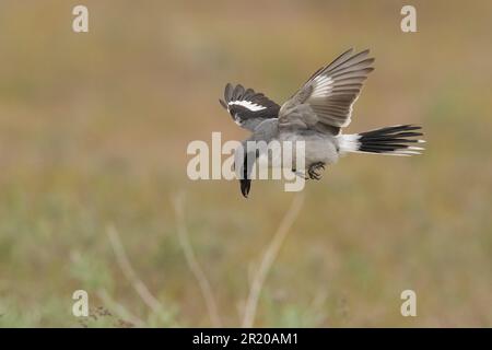 Rosenkopfgarnele (Lanius ludivicianus) Antelope Island Utah, USA Stockfoto