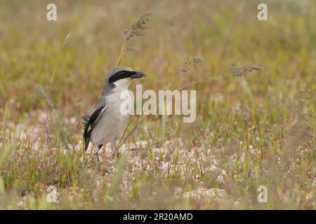 Rosenkopfgarnele (Lanius ludivicianus) Antelope Island Utah, USA Stockfoto