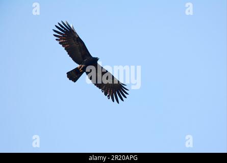 Schwarzer Adler (Ictinaetus malayensis), Erwachsener, im Flug, Nepal Stockfoto