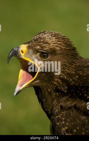 Goldener Adler (Aquila chrysaetos) Jugendlicher, ruft, Nahaufnahme Stockfoto