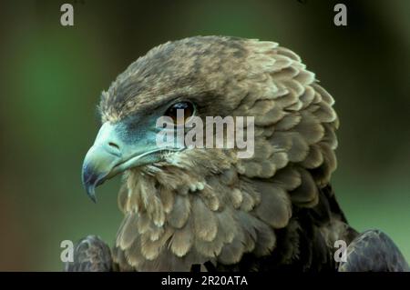 Bateleur Eagle (Terathopius ecaudatus) Nahaufnahme des Kopfes. Unreif Stockfoto