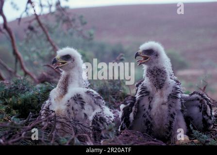 Goldadler (Aquila chrysaetos), drei Wochen alte Küken Stockfoto