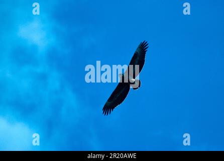 Bateleur Eagle (Terathopius ecaudatus) unreif im Flug, Kruger NP. Südafrika (S) Stockfoto
