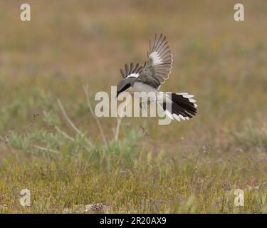 Rosenkopfgarnele (Lanius ludivicianus) Antelope Island Utah, USA Stockfoto