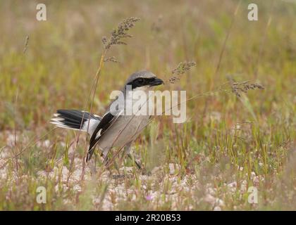 Rosenkopfgarnele (Lanius ludivicianus) Antelope Island Utah, USA Stockfoto