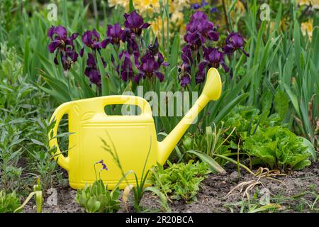 Eine gelbe Gießkanne mit Wasser steht vor dem Hintergrund blühender Pflanzen im Garten Stockfoto