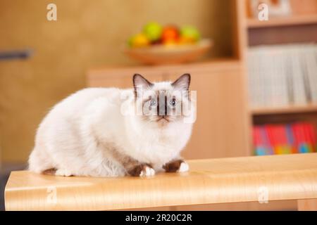 Heilige Katze von Birma, männlich, Siegelpunkt, 6 Monate Stockfoto