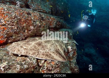 Taucher- und Engelhai, Kanarische Inseln (Squatina squatina) Stockfoto