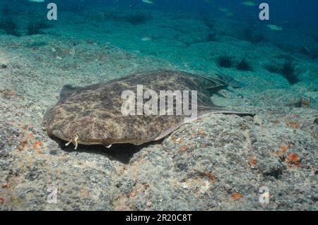 Engelhai, Kanarische Inseln (Squatina squatina) Stockfoto