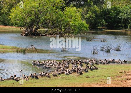 Garganey (Anas querquedula), Yala-Nationalpark, Sri Lanka Stockfoto