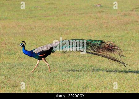 Indisches Pfannkuchen (Pavo cristatus), Yala-Nationalpark, Sri Lanka Stockfoto