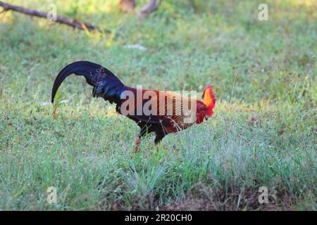 Sri Lanka Junglefowl (Gallus lafayetii), Yala-Nationalpark, Sri Lanka Stockfoto