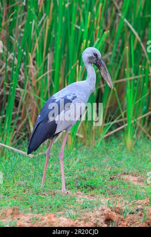 Asiatischer Openbill (Anastomus oscitans), Yala-Nationalpark, Sri Lanka Stockfoto