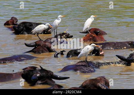 Asiatischer Wasserbüffel (Bubalus arnee), Weißer Egret, Udawalawe-Nationalpark, Sri Lanka Stockfoto