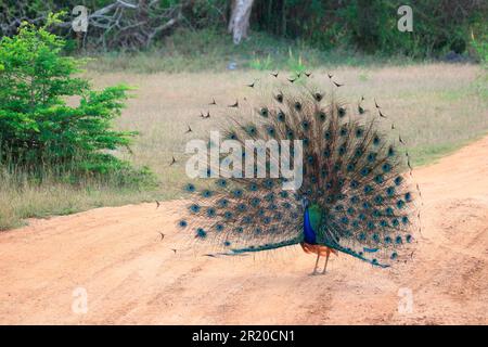 Indisches Pfannkuchen (Pavo cristatus), Yala-Nationalpark, Sri Lanka Stockfoto