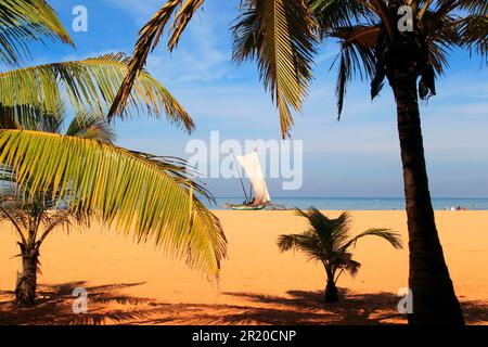 Strand, Negombo, Sri Lanka Stockfoto