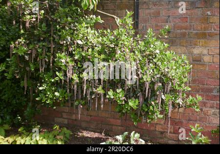 Garrya eliptica aus Seide mit Quasten wächst in einem ummauerten Garten Stockfoto