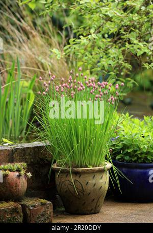 Schnittlauch, Allium schoenoprasum, wächst in einem Topf in einem britischen Garten. Stockfoto