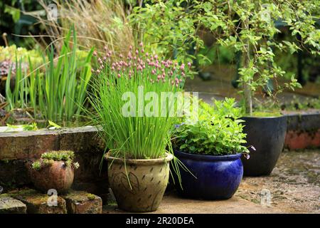 Schnittlauch, Allium schoenoprasum, wächst in einem Topf in einem britischen Garten. Stockfoto