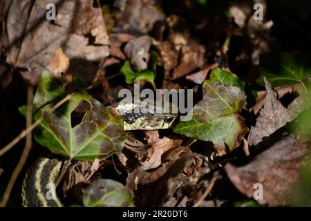 Eine östliche Bandschlange (Thamnophis saurita), auch bekannt als gewöhnliche Bandschlange in Virginia, USA. Stockfoto