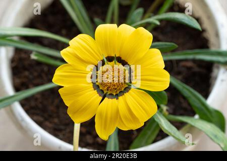 Aus nächster Nähe sehen Sie eine Gazania Rigens, eine gelbe Blume, die manchmal auch als Schatzblume bezeichnet wird und in einem Blumentopf im Garten wächst. Stockfoto