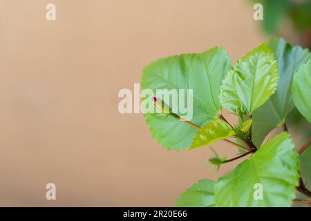 Nahaufnahme einer Hibiskusblüte, die im Garten auf der Pflanze wächst, mit braunem Hintergrund. Stockfoto