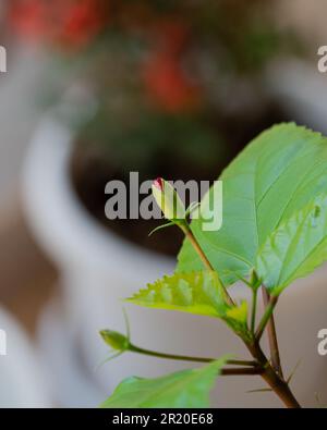Nahaufnahme einer neuen Hibiskusblütenknospe, die auf der Pflanze im Garten wächst. Stockfoto