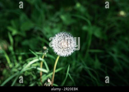 Nahaufnahme des flauschigen Löwenzahnkopfes nach dem Blut, das in frischem, hohem Gras wächst, von der Sonne erhellt. Der Frühling ist eine schwere Zeit für Allergiker. Stockfoto