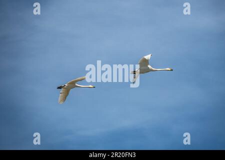 Ein paar wunderschöne weiße Schwäne, die im Frühling vor dem Hintergrund eines blauen Himmels an der Ostseeküste zusammenfliegen Stockfoto