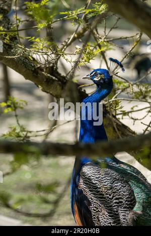 Oleron Island in Charente-Maritime, Frankreich. Ein Pfau im Naturschutzgebiet der Sümpfe von Oleron Stockfoto