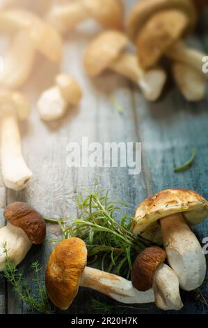 Frische Schweinefilze im Sommer oder Herbst; cep-Pilze und Gewürzkräuter auf einem Holztisch; italienisches Rezept Stockfoto