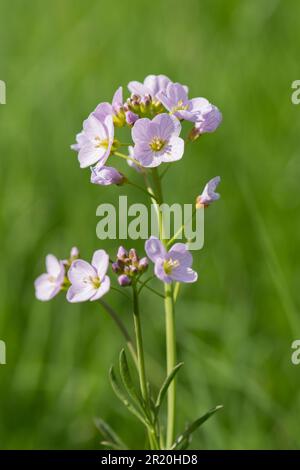 Kuckucksblume, Kardamin pratensis, Lady's Smock, Mayflower, Milchmädchen, Nahaufnahme eines einzelnen Blumenkopfes, Sussex, Großbritannien Stockfoto