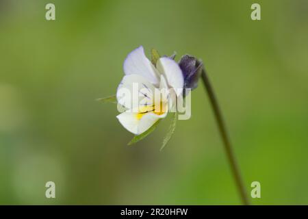 Field Pansy, Viola arvensis, Nahaufnahme einer einzelnen isolierten Blume, Sussex, Mai Stockfoto