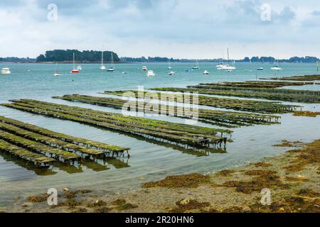 Austernfarm bei Ebbe auf der Ile-au-Moines, Golf von Morbihan, Bretagne, Frankreich Stockfoto