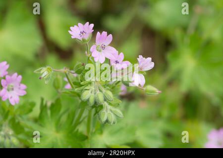 Dove's-foot Crane's-Bill, Geranium molle, Dovesfoot Geranium, Sussex, May Stockfoto