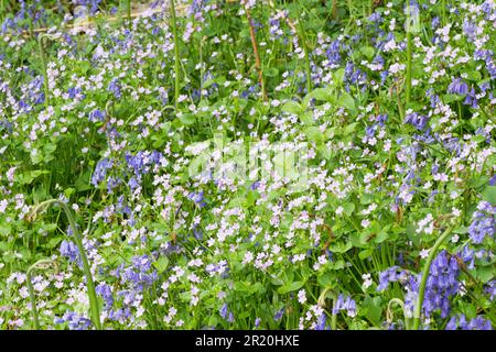 Pink Purslane, Claytonia sibirica und Bluebells, Hyacinthoides non-scripta, zusammen im Wald, Sussex, May Stockfoto