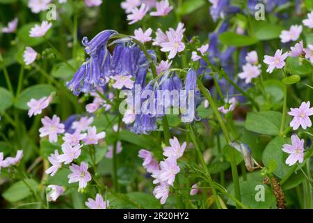 Pink Purslane, Claytonia sibirica und Bluebells, Hyacinthoides non-scripta, zusammen im Wald, Sussex, May Stockfoto