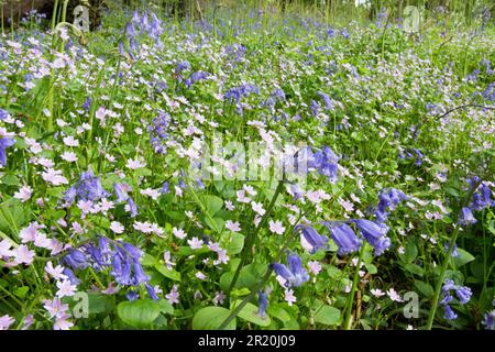 Pink Purslane, Claytonia sibirica und Bluebells, Hyacinthoides non-scripta, zusammen im Wald, Sussex, May Stockfoto