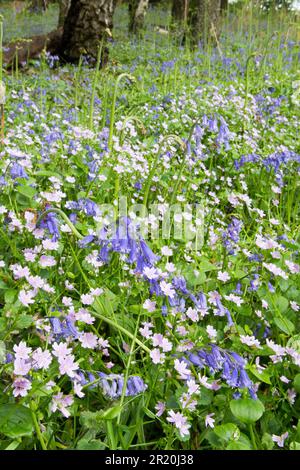 Pink Purslane, Claytonia sibirica und Bluebells, Hyacinthoides non-scripta, zusammen im Wald, Sussex, May Stockfoto