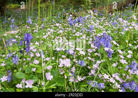 Pink Purslane, Claytonia sibirica und Bluebells, Hyacinthoides non-scripta, zusammen im Wald, Sussex, May Stockfoto