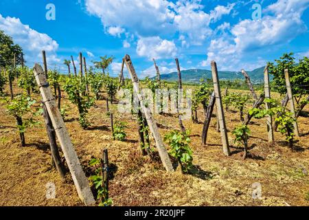 Weinberg mit Blick auf die Frühlingsfarben, Kalnik-Weinregion von Kroatien Stockfoto