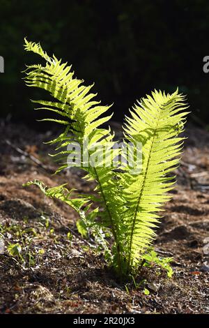 Einzelne hellgrüne Farnpflanze mit Sonnenlicht, das im Frühling in vertikaler Form wächst Stockfoto
