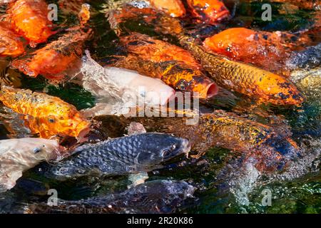 Koi-Karpfen während der Fütterung Schwimmen überfüllt an der Wasseroberfläche Stockfoto