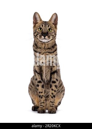 Savannah F4 Katze mit vielen Servalen Ähnlichkeiten, sitzt nach vorne wie eine elegante Statue. Direkt in die Kamera schauen. Isoliert auf einem weißen Hintern Stockfoto