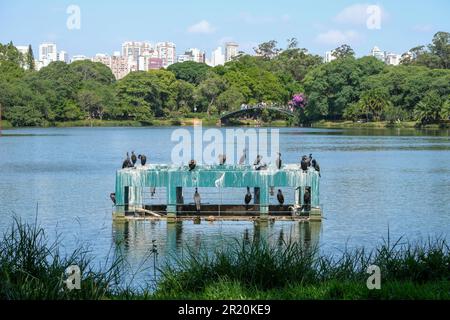 Ein schwarzer Kormoran auf einem See mit Bäumen, Himmel, Gebäude und Menschen auf kleinen Brücken im Ibirapuero Park Sao Paulo Brasilien. Stockfoto