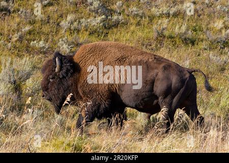 Bisons im Lamar Valley Yellowstone Wyoming USA Stockfoto