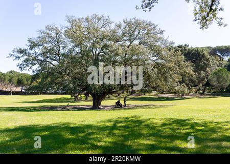 Große Eiche in einem grünen Park - ein Mann, der auf einer Bank unter dem Baum sitzt und seine Freundin neben ihm Stockfoto