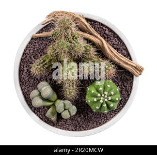 Draufsicht der Zusammensetzung von Kakteen und anderen Sukkulenten, die in der Nähe des trockenen Zweigs in der Schüssel vor weißem Hintergrund vegetieren Stockfoto