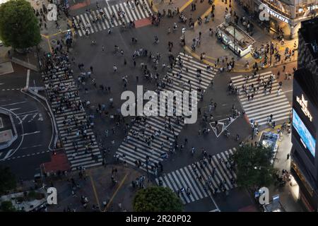 Shibuya Zebraüberquerung bei Nacht Stockfoto