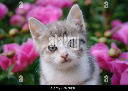 Grußkarte mit süßem, dreifarbigem Kätzchen. Das Konzept der Haustiere und der Umwelt. Das Porträt der Katze im Nahbereich vor dem Hintergrund rosa Pfingstrosen. Stockfoto